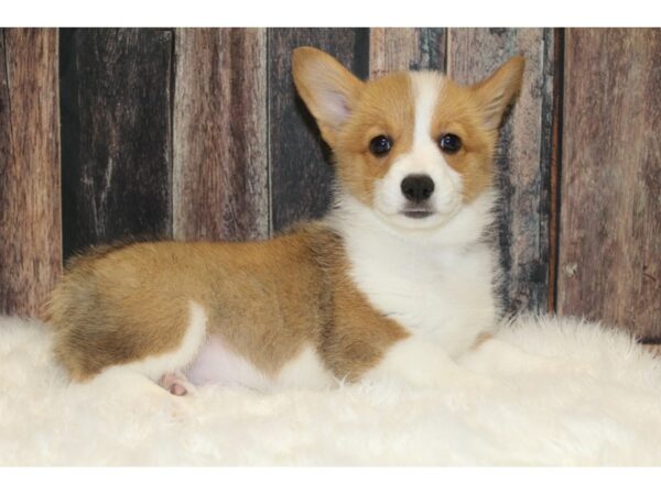Pembroke Welsh Corgi-DOG-Female-Red / White-15762-Petland Racine, Wisconsin
