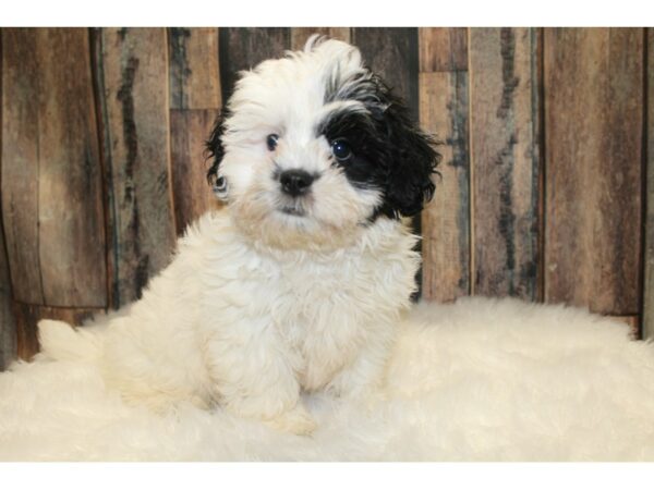 Teddy Bear-DOG-Male-Black / White-15777-Petland Racine, Wisconsin