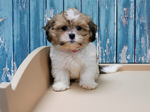 Teddy Bear-DOG-Female-Brown / White-24645-Petland Racine, Wisconsin