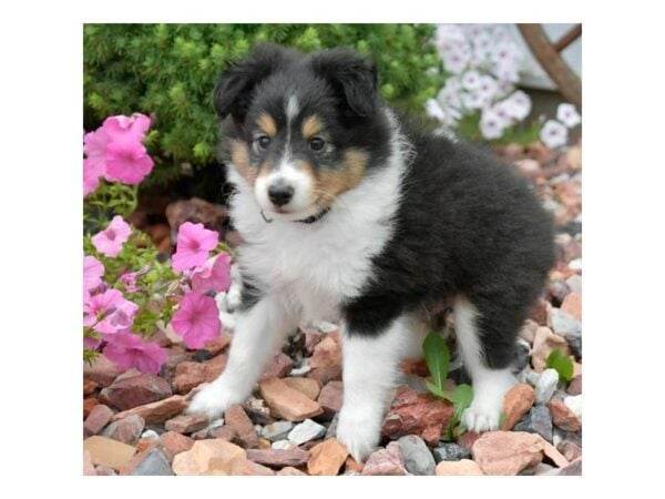 Shetland Sheepdog-DOG-Male-Blue Merle-24658-Petland Racine, Wisconsin