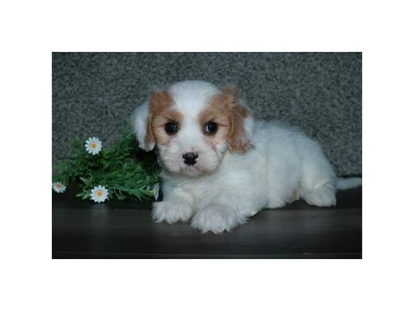 Cavachon-DOG-Male-White / Tan-24663-Petland Racine, Wisconsin