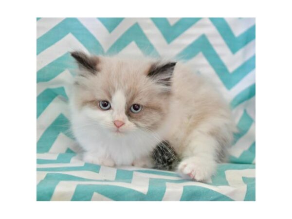 Persian-CAT-Female-Lilac Point-15828-Petland Racine, Wisconsin
