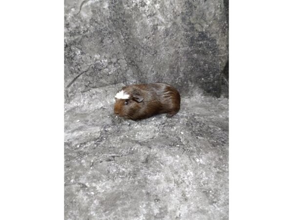 Crested-GUINEA PIG-Female--24771-Petland Racine, Wisconsin