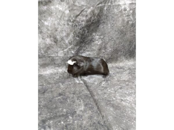 Crested-GUINEA PIG-Male--24775-Petland Racine, Wisconsin