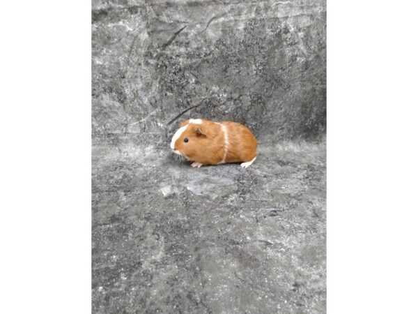 American Guinea Pig-GUINEA PIG-Male--24774-Petland Racine, Wisconsin