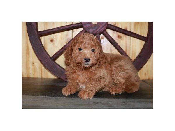 Mini Goldendoodle 2nd Gen-DOG-Female-Red-24790-Petland Racine, Wisconsin