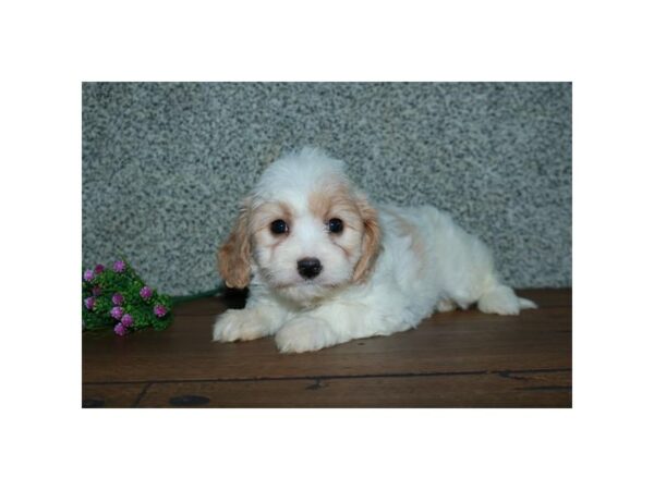 Cavachon-DOG-Female-Cream / White-24782-Petland Racine, Wisconsin