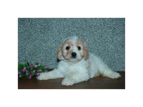 Cavachon-DOG-Male-Cream / White-15844-Petland Racine, Wisconsin