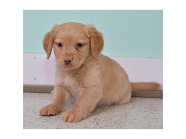 Goldendoodle Mini 2nd Gen-DOG-Female-Light Golden-24813-Petland Racine, Wisconsin