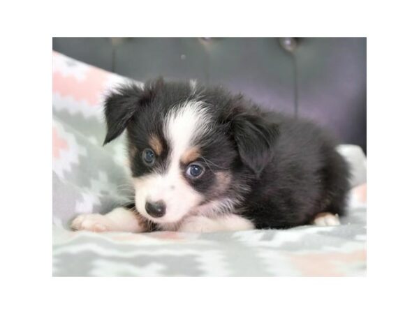 Australian Shepherd-DOG-Male-Black / White-15872-Petland Racine, Wisconsin