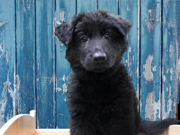 German Shepherd-DOG-Male-Black-24805-Petland Racine, Wisconsin
