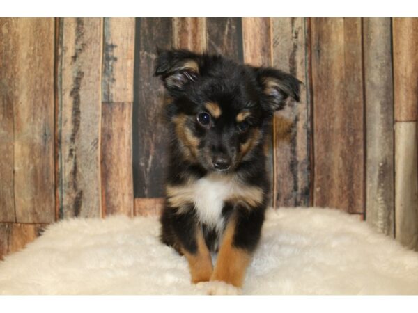 Australian Shepherd-DOG-Male-Black-15898-Petland Racine, Wisconsin