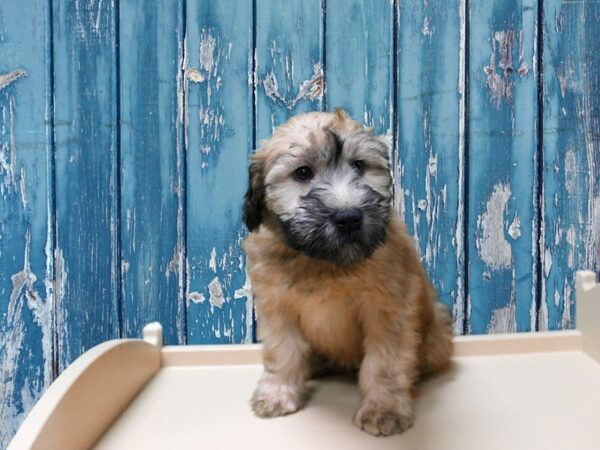 Soft Coated Wheaten Terrier-DOG-Male-Wheaten-24859-Petland Racine, Wisconsin
