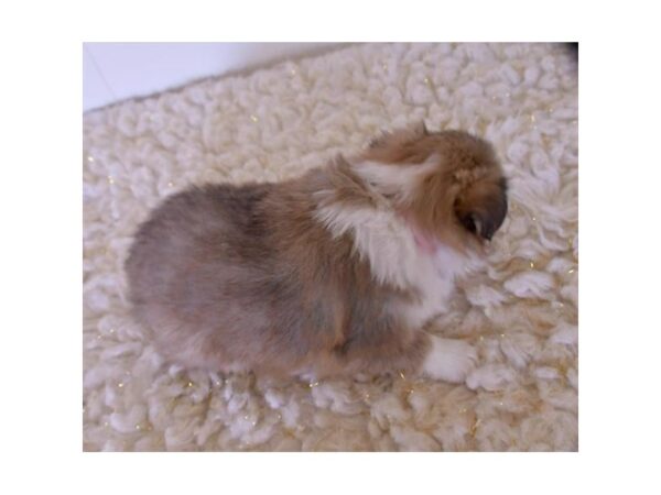 Shetland Sheepdog-DOG-Female-Sable / White-15913-Petland Racine, Wisconsin