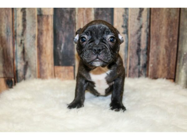 Frenchton-DOG-Male-Black/Brindle-15965-Petland Racine, Wisconsin