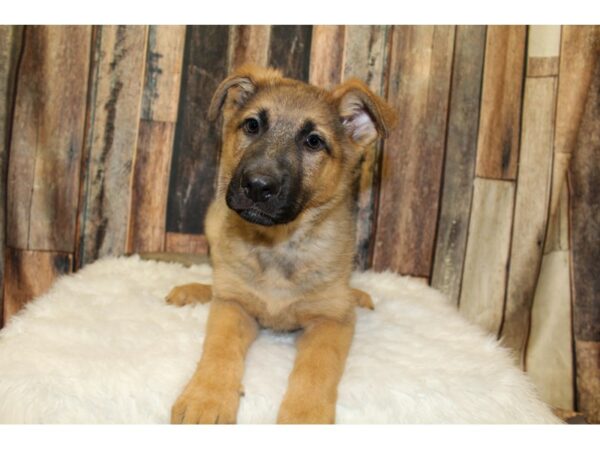 German Shepherd-DOG-Male-Sable-15969-Petland Racine, Wisconsin