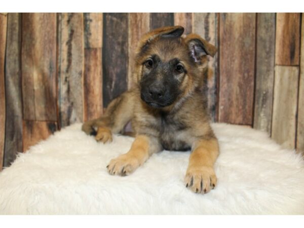 German Shepherd-DOG-Female-Sable-15970-Petland Racine, Wisconsin