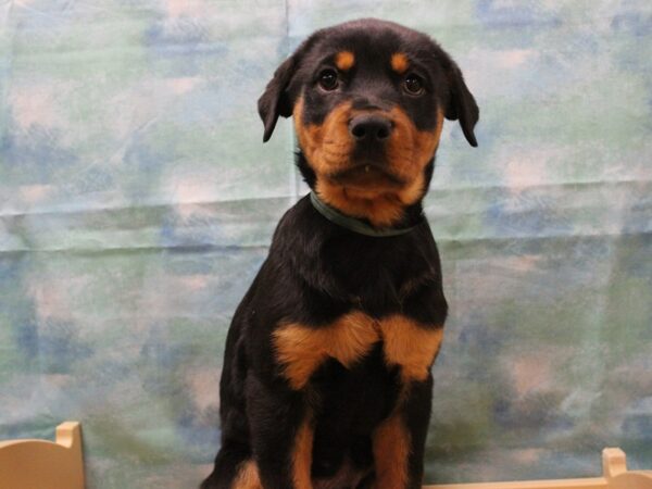 Rottweiler-DOG-Male-BLK/RST-25071-Petland Racine, Wisconsin