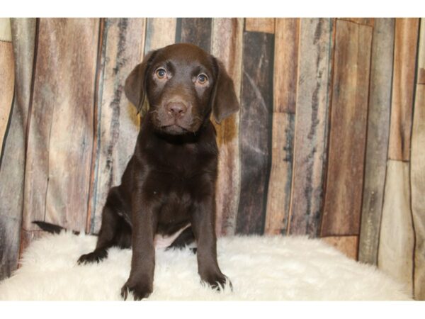 Labrador Retriever-DOG-Female-Chocolate-16032-Petland Racine, Wisconsin