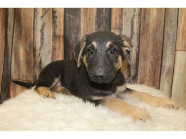 German Shepherd-DOG-Female-Black/Tan-16056-Petland Racine, Wisconsin