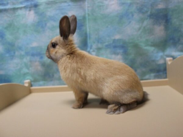Netherland Dwarf-RABBIT-Female--25220-Petland Racine, Wisconsin