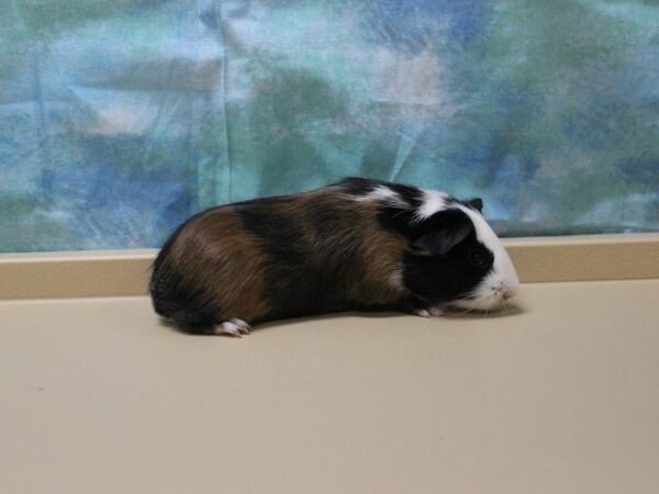 Crested-GUINEA PIG-Male--25224-Petland Racine, Wisconsin