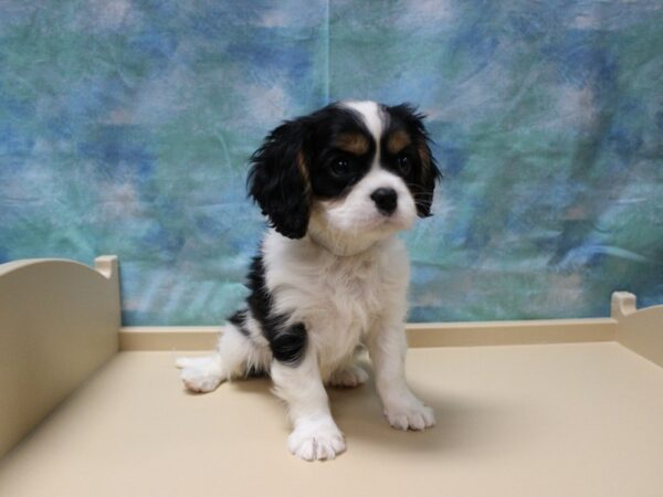 Cavalier King Charles Spaniel-DOG-Male-Tri-Colored-25263-Petland Racine, Wisconsin