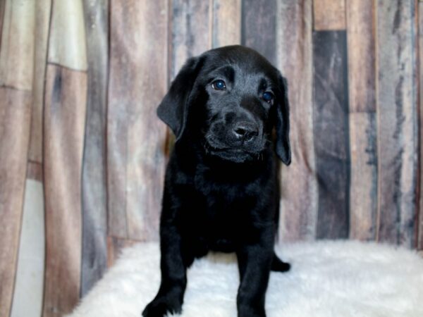 Labrador Retriever-DOG-Male-Black-16097-Petland Racine, Wisconsin