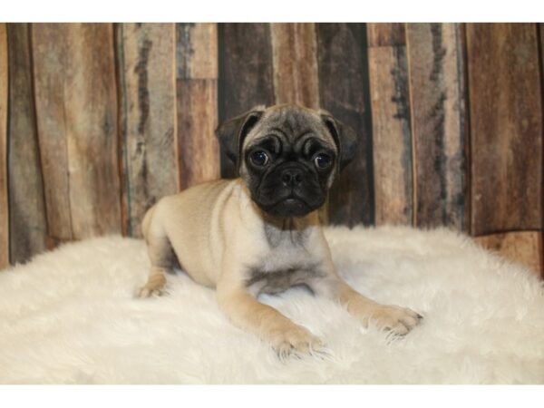 Pug-DOG-Female-Fawn-16099-Petland Racine, Wisconsin