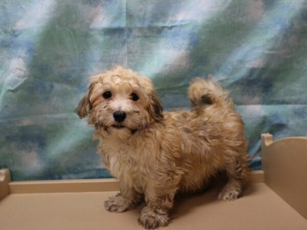 Havanese-DOG-Male-Gld,W,Mrks-25359-Petland Racine, Wisconsin