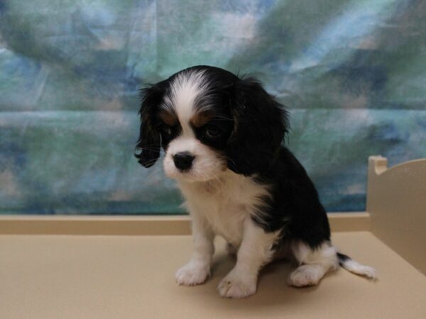 Cavalier King Charles Spaniel-DOG-Female-Tri-Colored-25348-Petland Racine, Wisconsin