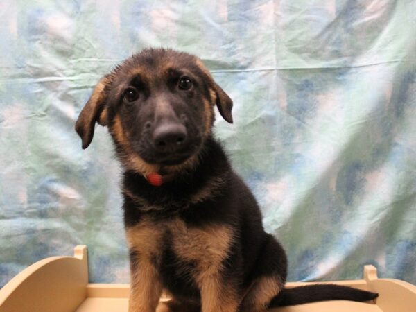 German Shepherd Dog-DOG-Female-Black / Tan-25387-Petland Racine, Wisconsin
