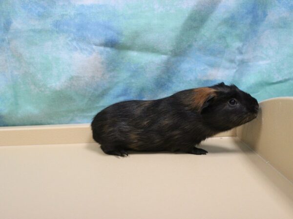 American Guinea Pig-GUINEA PIG-Male--25429-Petland Racine, Wisconsin