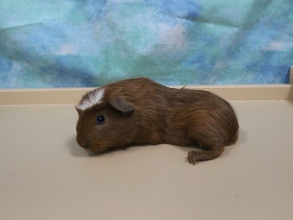 Crested-GUINEA PIG-Male--25430-Petland Racine, Wisconsin