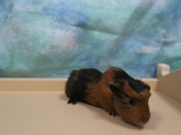Crested-GUINEA PIG-Male--25431-Petland Racine, Wisconsin