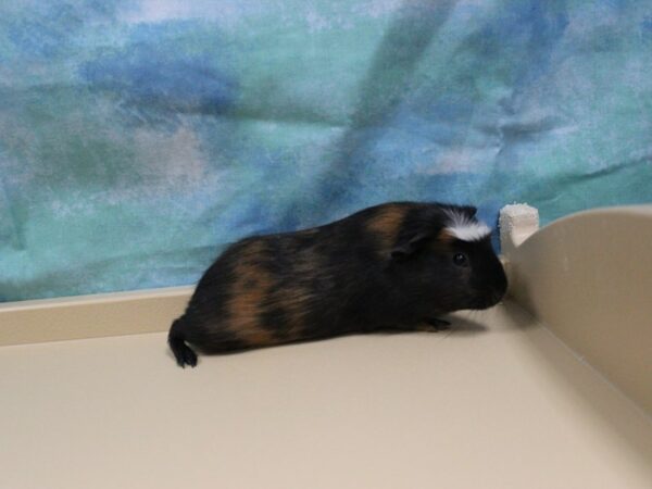 Crested-GUINEA PIG-Female--25433-Petland Racine, Wisconsin