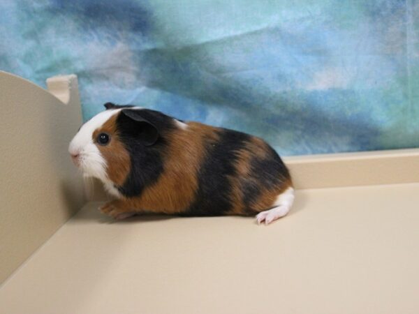 American Guinea Pig-GUINEA PIG-Female--25435-Petland Racine, Wisconsin