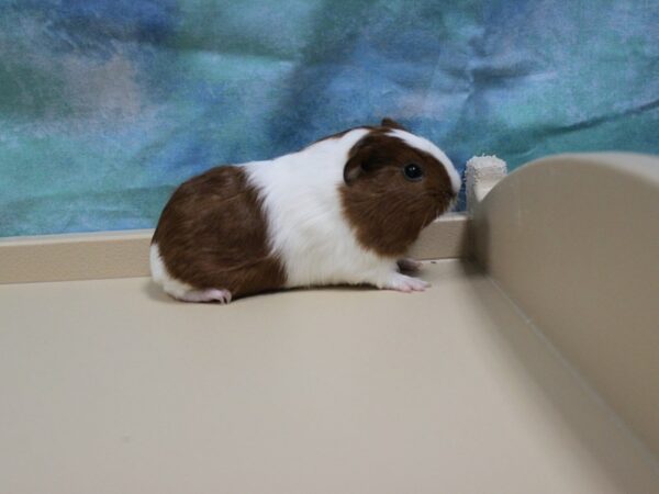 American Guinea Pig-GUINEA PIG-Female--25436-Petland Racine, Wisconsin