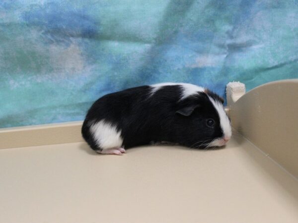 American Guinea Pig-GUINEA PIG-Female--25438-Petland Racine, Wisconsin