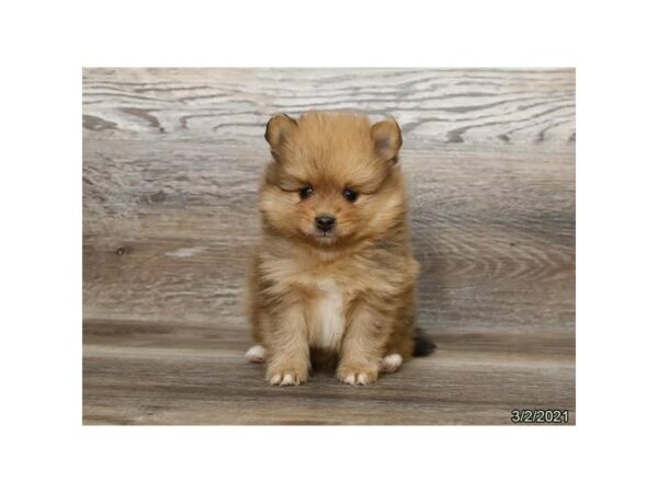 Pomeranian-DOG-Male-Sable / White-25449-Petland Racine, Wisconsin