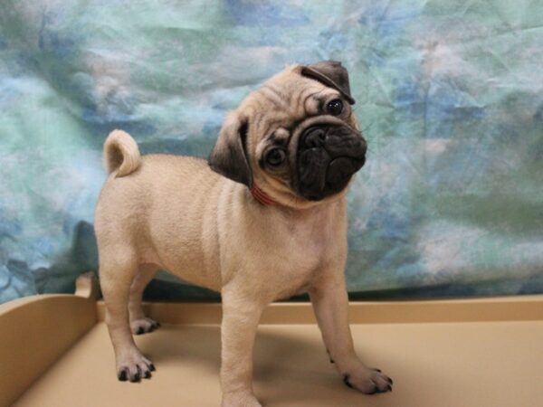 Pug-DOG-Female-Fawn-25558-Petland Racine, Wisconsin