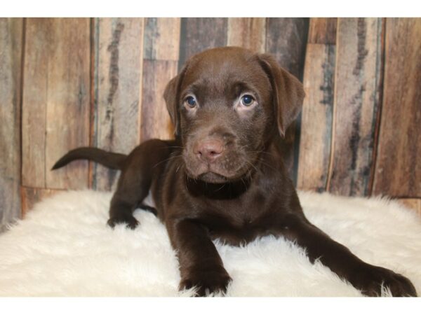 Labrador Retriever-DOG-Male-Chocolate-16212-Petland Racine, Wisconsin