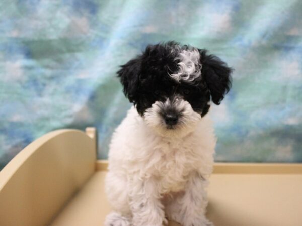 Poodle-DOG-Male-Black / White-25568-Petland Racine, Wisconsin