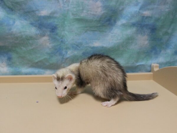 Ferret-FERRET-Female--25626-Petland Racine, Wisconsin