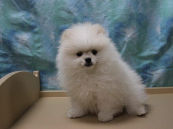 Pomeranian-DOG-Male-Cream / White-25610-Petland Racine, Wisconsin