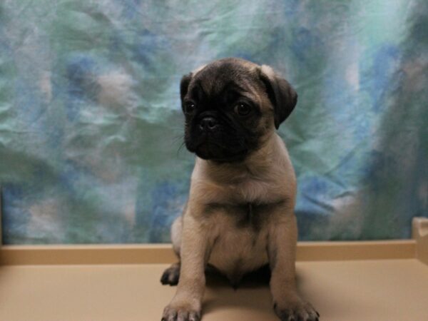 Pug-DOG-Male-Fawn-25612-Petland Racine, Wisconsin