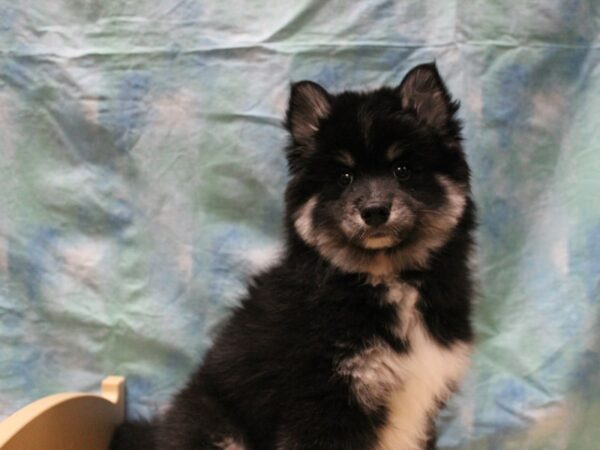 Pomsky-DOG-Male-Black Tan / White-25604-Petland Racine, Wisconsin