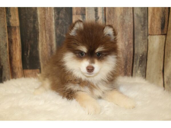 Pomsky 2nd Gen-DOG-Male-Chocolate / White-16242-Petland Racine, Wisconsin