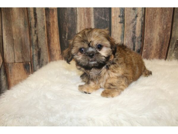 Shih Tzu-DOG-Female-Brindle-16243-Petland Racine, Wisconsin