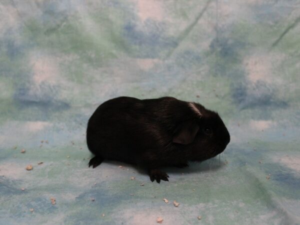 Crested-GUINEA PIG-Male--25648-Petland Racine, Wisconsin